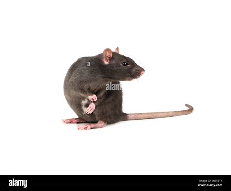 Cute Gray Rat Sitting On Two Legs On White Background Stock Photo Alamy