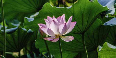 Lotus Flower In Vietnam | Best Flower Site