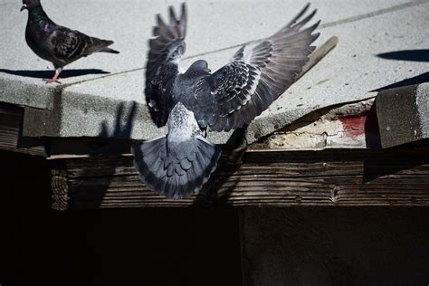 How To Get Rid Of Pigeons Without Hurting Them Find Out Here