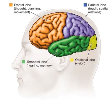 The Brain Flashcards Quizlet