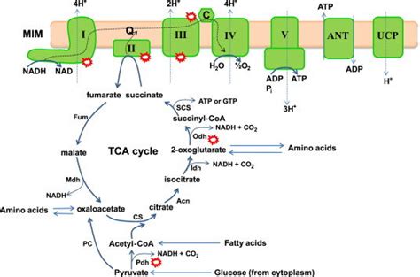 Oxidative TCA Cycle