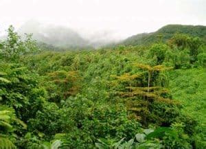 Bosque Tropical Lluvioso - Áreas Protegidas y Parques Nacionales de Costa Rica