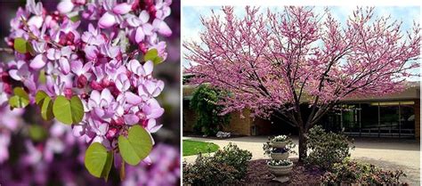 Cercis Occidentalis 25 Seeds Western Redbud Cold Hardy Shrub Or