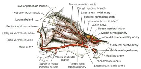 Eye Opener Anatomy Blood Supply To The Eye