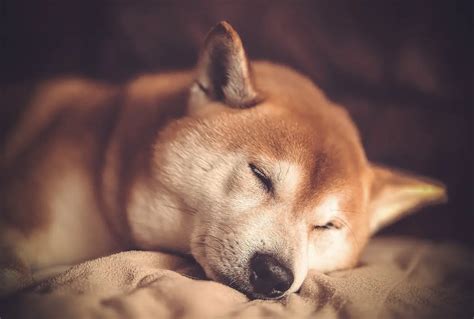 Shiba Inu Coin Braces For Incoming 20 30 SHIB Price Crash By Marc