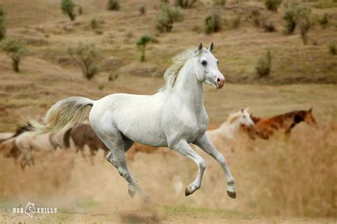 50 Famous & Majestic Horse Names From Mythology and Folklore