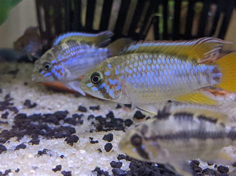 Apistogramma Cf Ortegai Pebas Pair Tristan S Tropical Fish