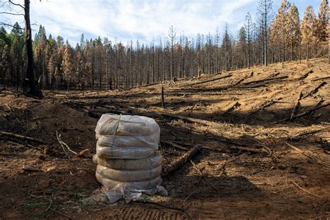 The Burn Scars Of The Sierra Foothills Tell A Story — And Offer Lessons