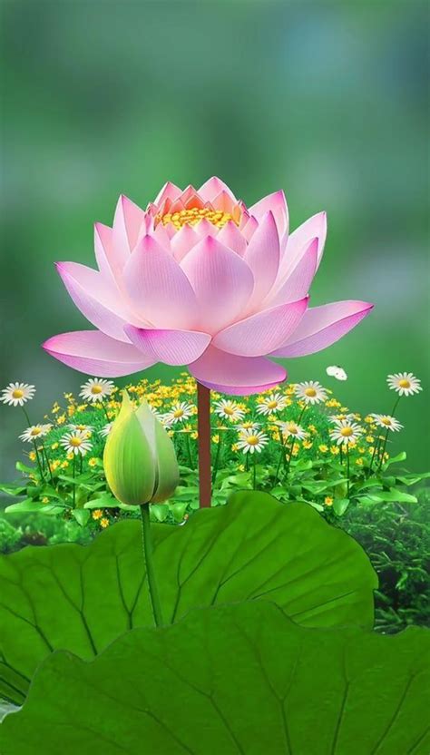 Pin By Nicole Bohnsack On My Cutouts Lotus Flower Pictures Lovely