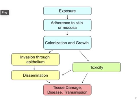 T Bacterial Pathogenesis Flashcards Quizlet