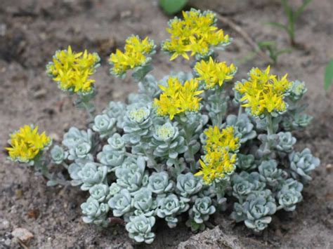 Sedum Spathulifolium Cape Blanco World Of Succulents