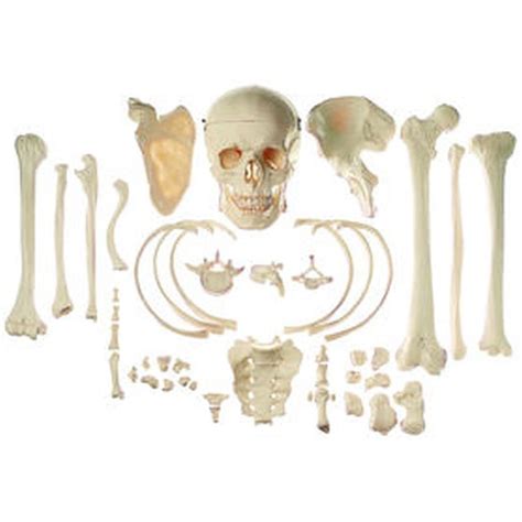 QS 42 Collection of Typical Human Bones | Biomedical Models