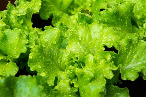 Blonde Curly Leaf Lettuce Stock Image Image Of Lettuce