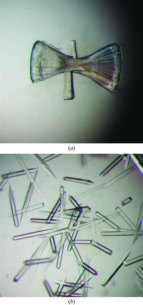 Iucr Crystallization And Preliminary X Ray Analysis Of The Complex Of