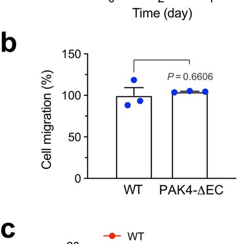 Effects Of Pak Knockout On Ec Proliferation And Migration And Mouse