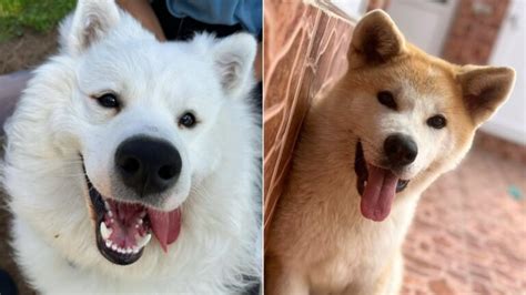 15 Cheapest Dog Breeds That Are Low Maintenance - PawsMint
