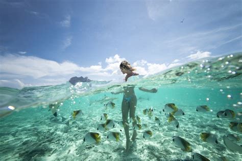 Bora Bora Eco Shark And Snorkeling Safari GetYourGuide