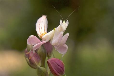 Kudlanka orchidejová vypadá a voní jako květina Hmyz který naláká jí