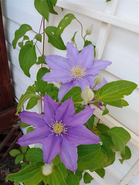 My Clematis Vine Finally Started Blooming I Am Also Trying To Figure