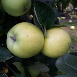 Buy Apple Trees Cooking Varieties Online Crj Fruit Trees Nursery Uk