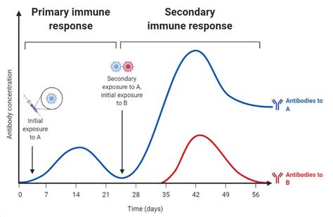 Immune Response Definition Types Factors Examples