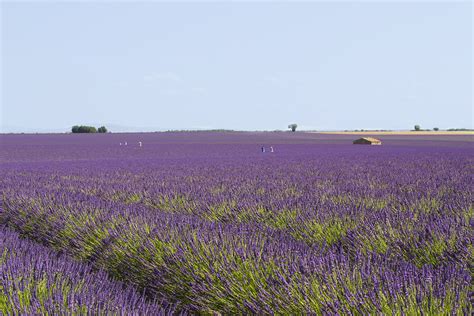 Campos De Lavanda Na Provence Tudo O Que Você Precisa Saber Para