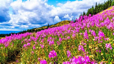 Hiking through Alpine Meadows Covered in Pink Fireweed Wildflowers in ...