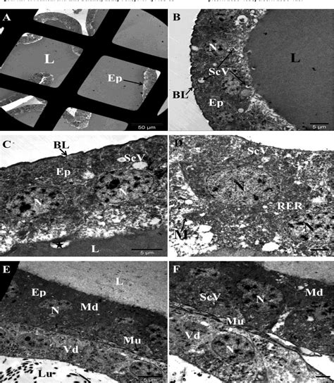 Figure From Morphology And Ultrastructure Of The Male Accessory Gland