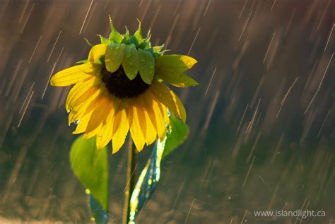 Sunflower in the Rain ~ Flower photo - Island Light Photography