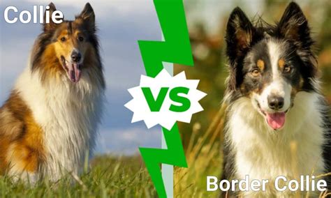 Collie vs Border Collie: What Are 8 Key Differences? - A-Z Animals