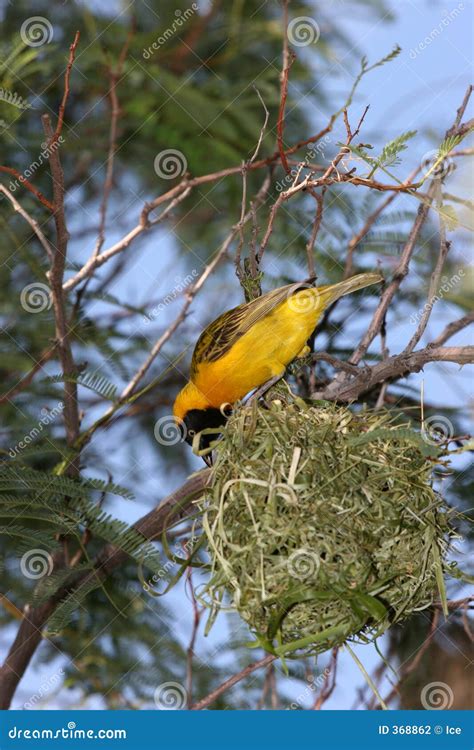 Yellow Bird Building His Nest Stock Photography Image 368862