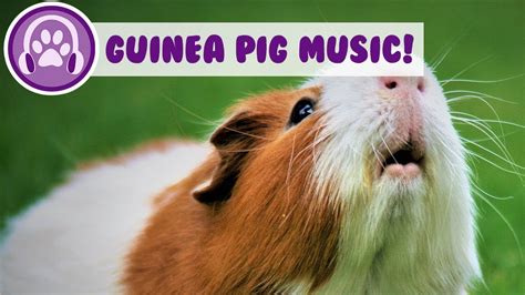 Do Guinea Pigs Like Music - Guinealab