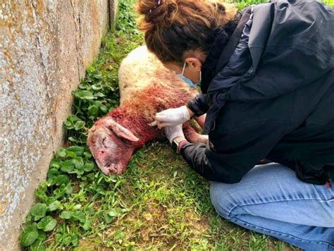 Ancora Un Attacco Al Bestiame A Formentera Un Agnellino Morto E Alcune