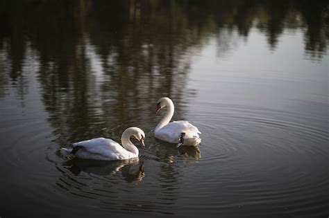 Dos Cisnes Blancos Nadan En El Estanque Foto Premium