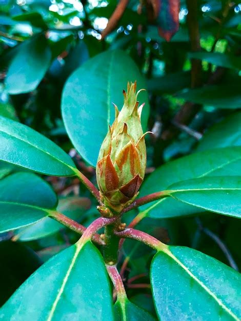 Premium Photo Spring Buds