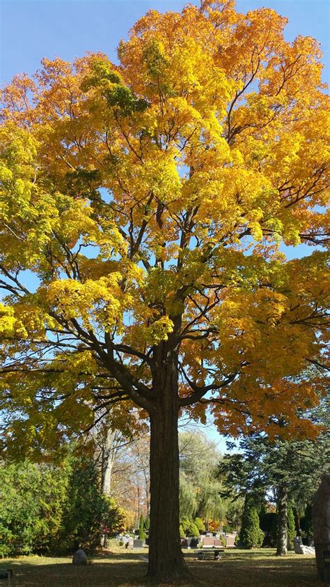 Autumn Tree Karen Hine Flickr