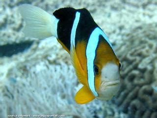 Amphiprion Clarkii Le Poisson Clown De Clark