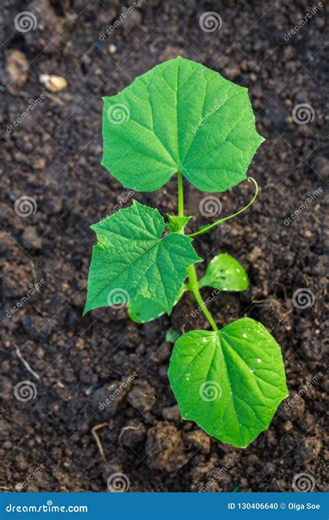 Nueva Planta Del Pepino Del Brote Joven En El Suelo Foto De Archivo