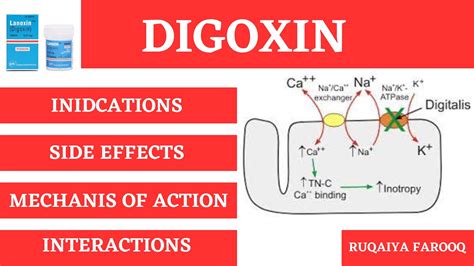 Digxin Overview | Uses, Mechanism of action, side effects and ...