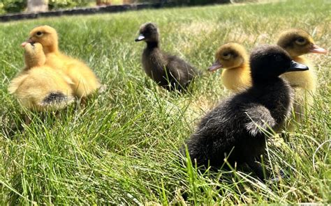 Raising Backyard Ducklings Murray McMurray Hatchery Blog