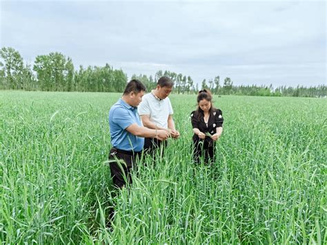 榆阳区探索饲草种植新模式—— “冬黑麦青贮玉米”一年两收试验成功王显国种养品质