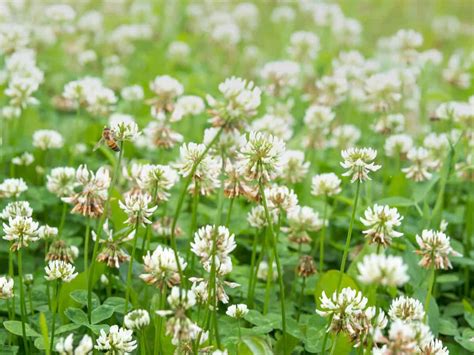 10 Ground Cover Plants That Choke Out Weeds