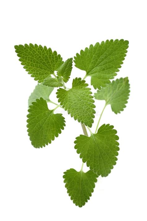 Catnip On A White Background Stock Image Image Of Leaves Nepeta