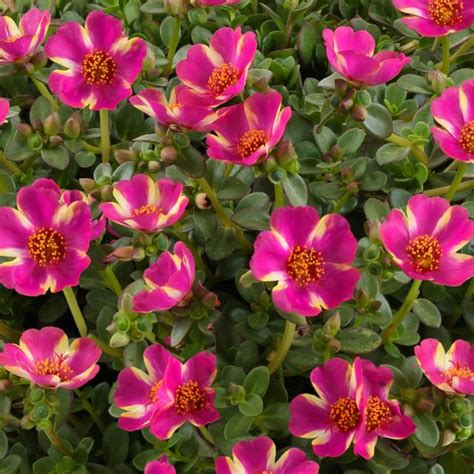 Campino™ Purslane Portulaca Flowers Plants Purslane Plant