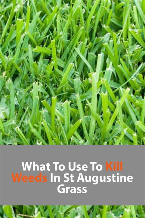 What To Use To Kill Weeds In St Augustine Grass 2024 Own The Yard St Augustine Grass Grass