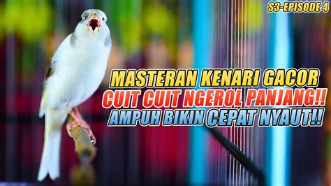 Masteran Suara Burung Kenari Gacor Panjang Cuit Cuit Ngerol Untuk