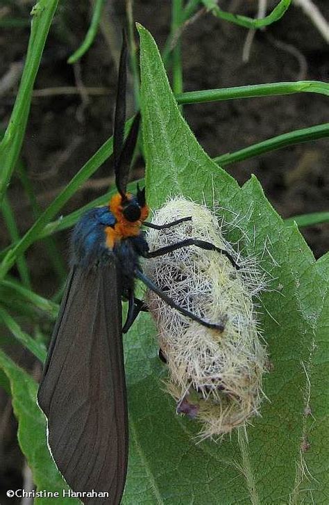 Virginia Ctenucha Moth Ctenucha Virginica Recently Emerged From