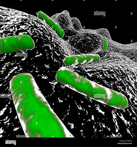 Microscope Image Of Bacteria Hi Res Stock Photography And Images Alamy