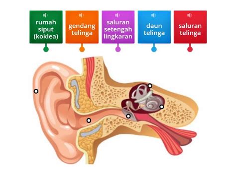 Anatomi Telinga Manusia Labelled Diagram