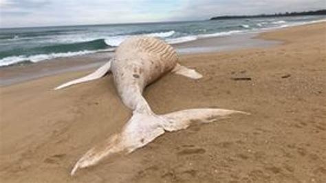 Rare albino whale found washed up on Australia beach is not world-famous humpback Migaloo ...